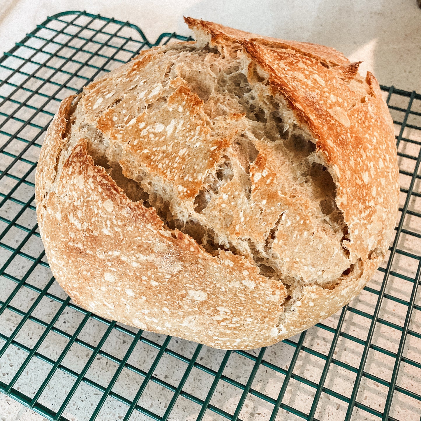 Sourdough Starter